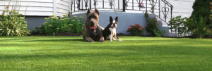 Artificial Grass Lawn Two Dogs